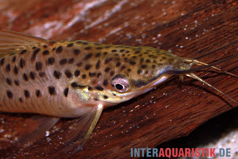 Silure cuirassé torpille, Dianema longibarbis