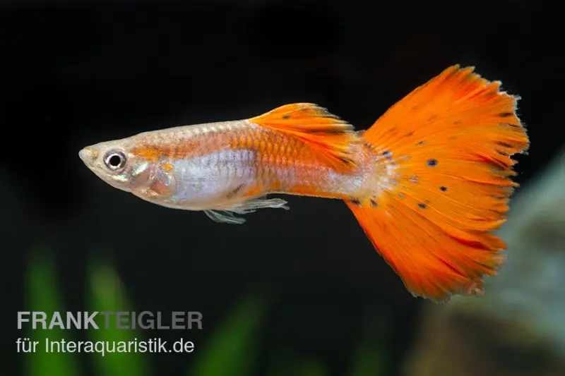 Guppy rouge néon, Poecilia reticulata, par couple