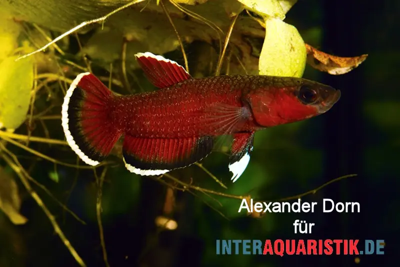 Combattant des feuilles rouge, Betta channoides