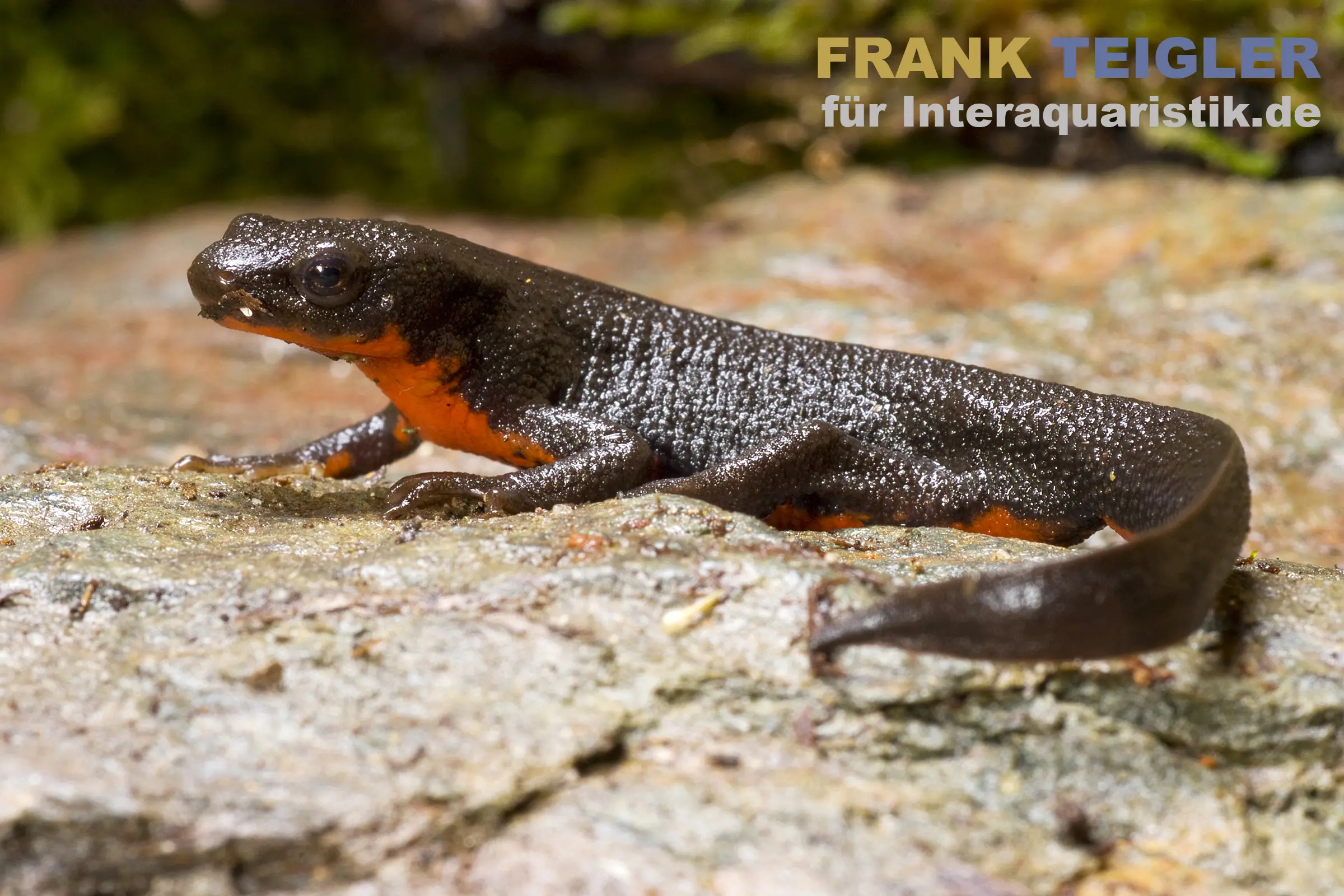 Triton à ventre de feu du Japon, Cynops pyrrhogaster