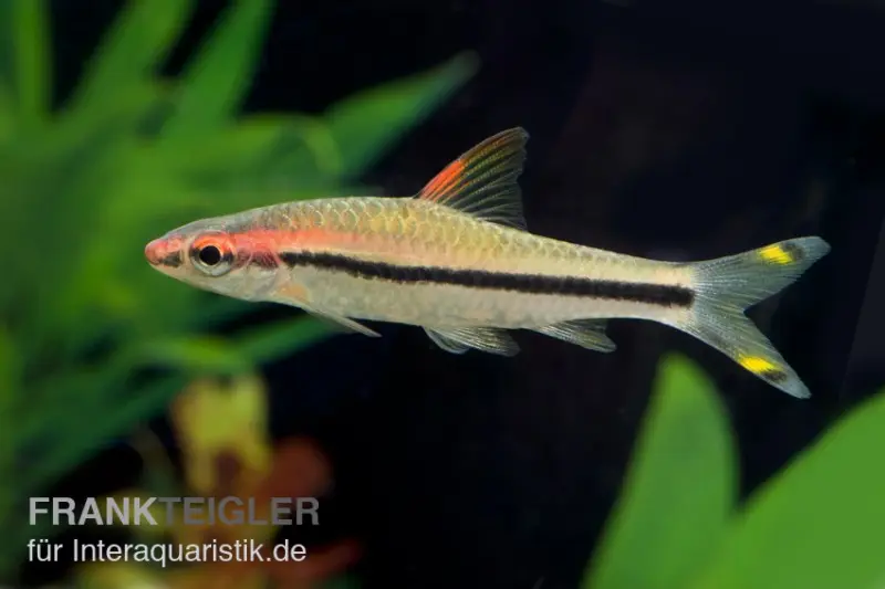Mangeur d’algues à trait rouge, Puntius denisonii