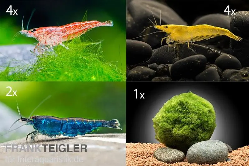 Lot Bande multicolore : 10 x Neocaridina en mélange de couleurs + mousse de Java