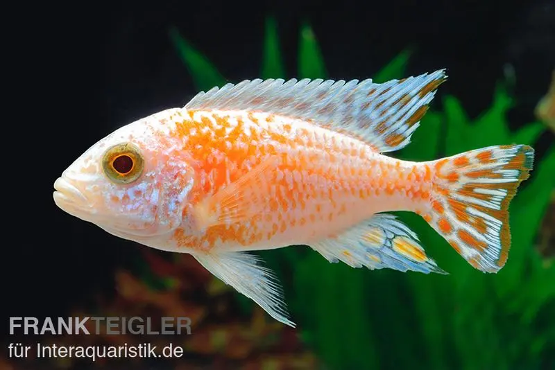 Poisson Aulonocara spec. Perlmutt-Firefish (Hybride), élevage allemand