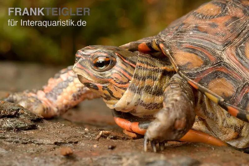 Tortue terrestre splendide du Costa Rica, Rhinoclemmys pulcherrima manni