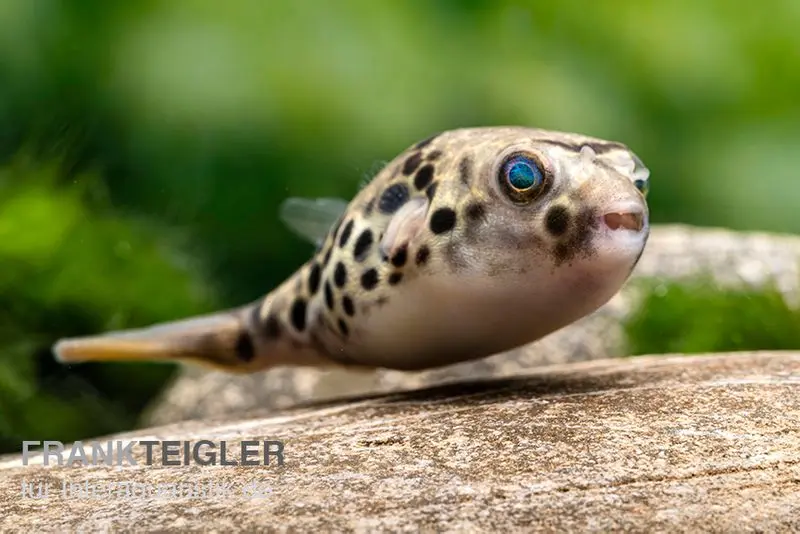 Poisson-globe léopard, Tetraodon schoutedeni, prélevé dans la nature