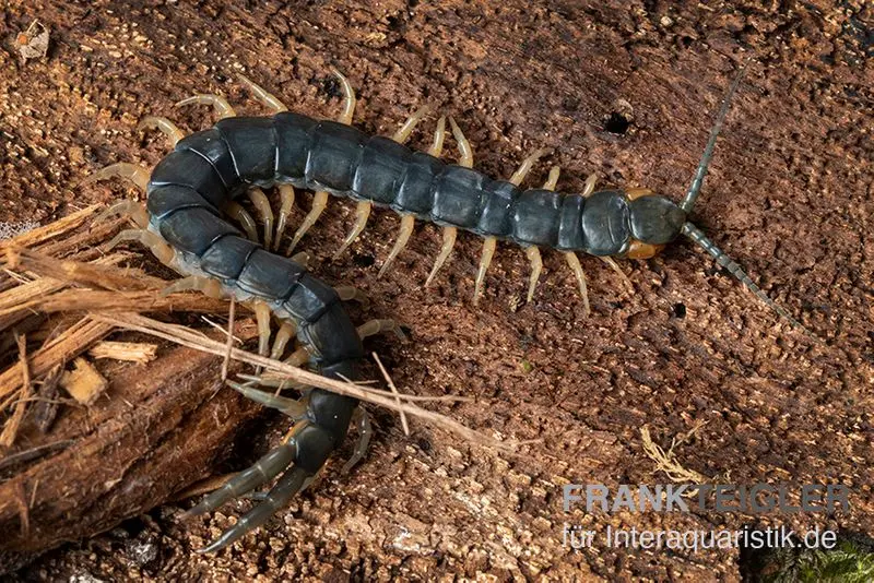 Scolopendre viridis, Scolopendra viridis