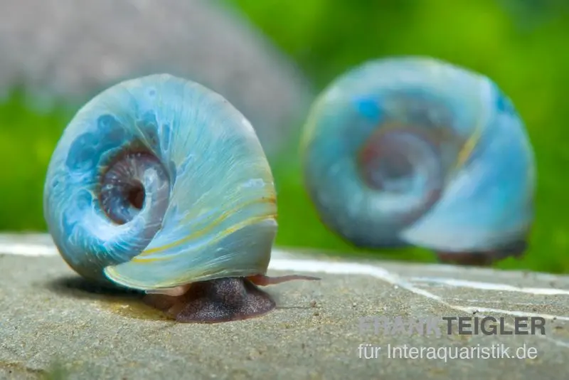 Petite planorbe bleue, Planorbella duryi var. Bleu