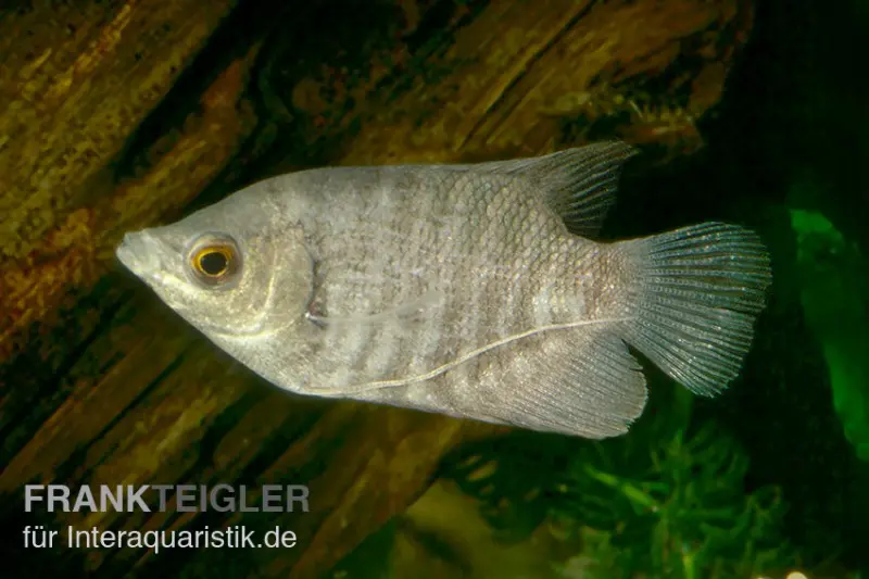 Gourami géant, Osphronemus goramy, né en captivité 5-7 cm
