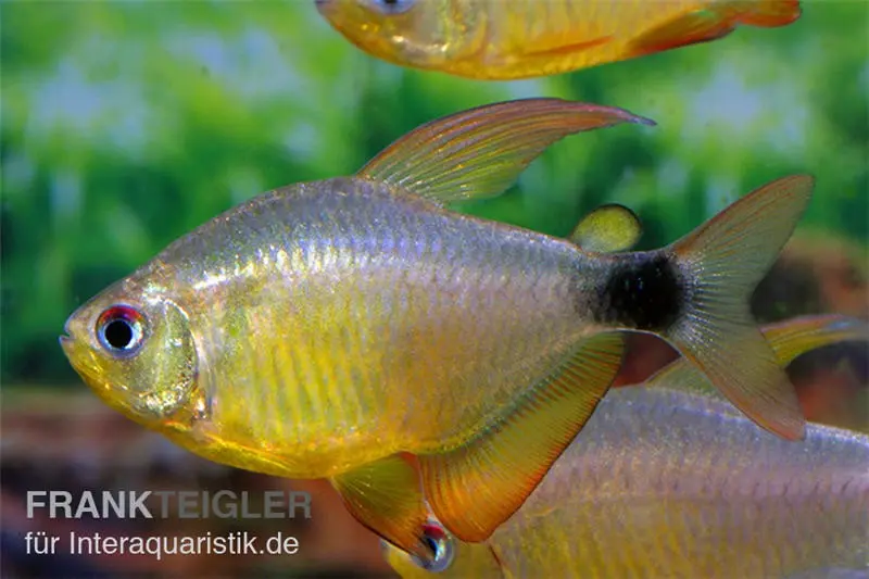 Kitty-Tétra, Hyphessobrycon heliacus