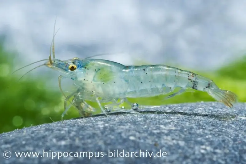 Crevette Blue Pearl, Neocaridina cf. zhangjiajiensis