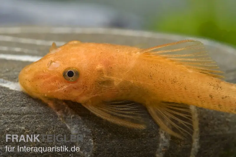 Ancistrus super rouge, Ancistrus sp. « Super rouge »