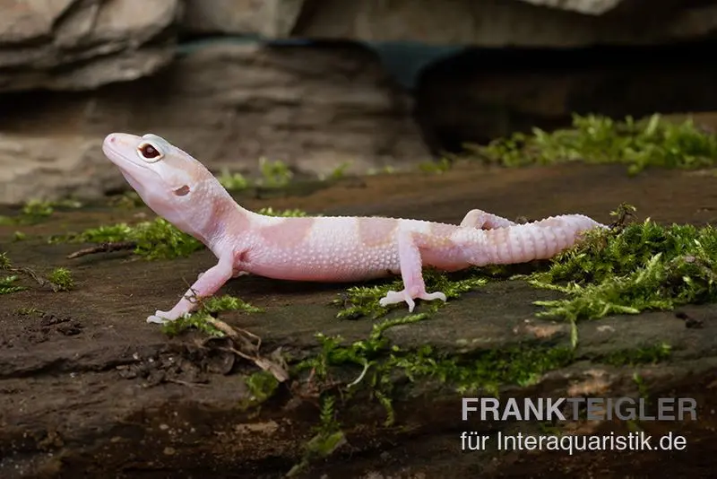 Gecko léopard, Eublepharis macularius, TREMPER ALBINO MACK SNOW