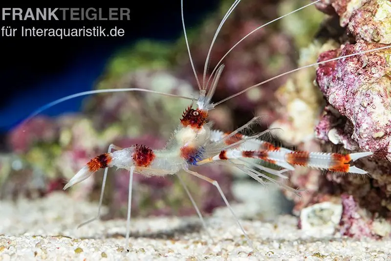 Crevette à pinces annelée, Stenopus hispidus