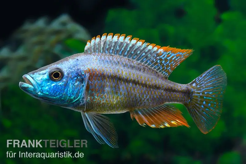 Cichlidé couteau à poitrine rouge, Dimidiochromis strigatus, élevage allemand