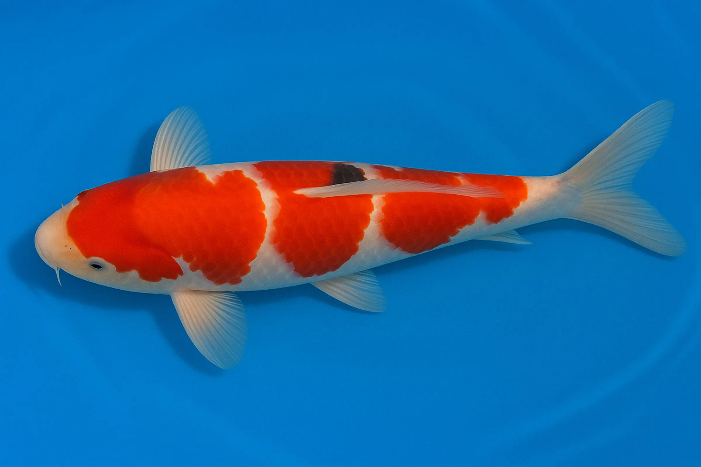 Koi japonais Miyako Tosai Kohaku, Cyprinus carpio, 11-13 cm