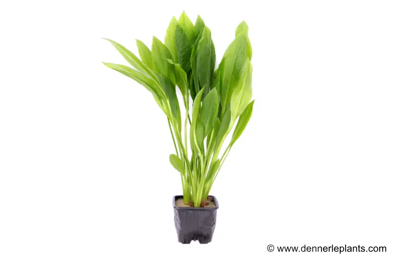 Amazonienne large, Echinodorus bleheri, plante mère en pot XL