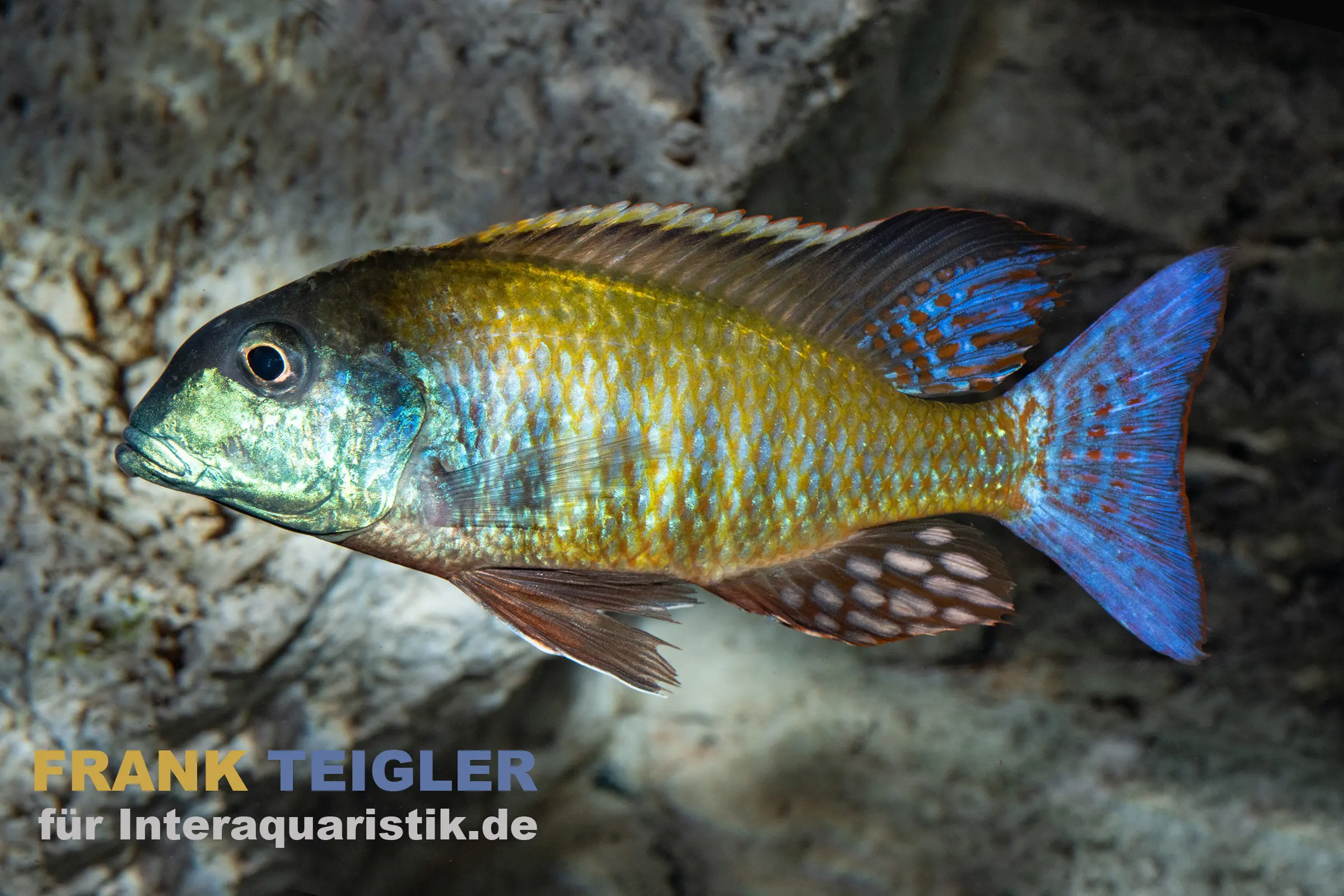 Farbiger Cichlide mit blauem Schwanz im Aquarium