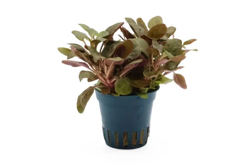 Mini-lobélie cardinalis, Lobelia cardinalis « Mini », en pot