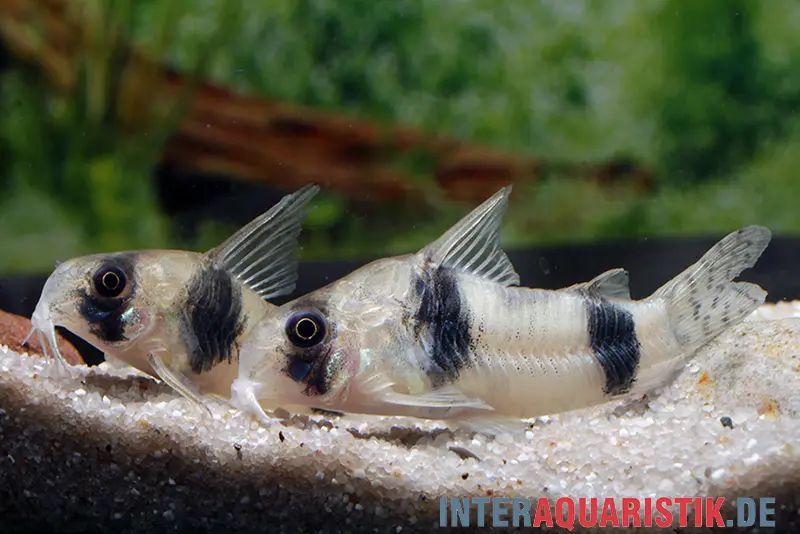 Corydoras Tukano, Corydoras tukano
