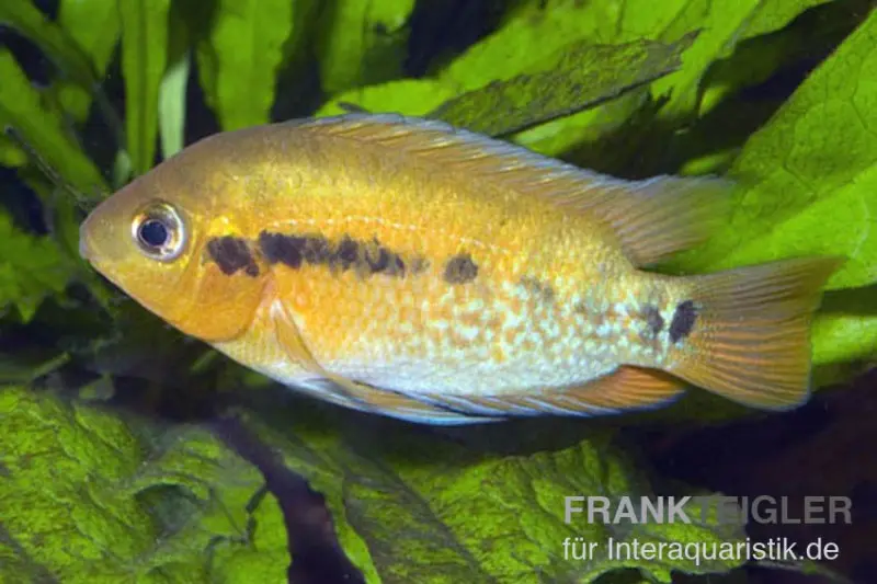 Cichlidé arc-en-ciel, Herotilapia multispinosa