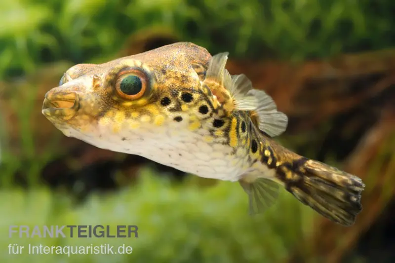 Véritable poisson-globe de Palembang, (Tetraodon) Pao palembangensis