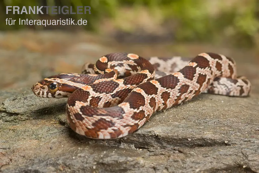 Serpent des blés forme sauvage, Pantherophis guttatus, WF