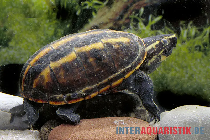 Tortue musquée à trois bandes, Kinosternon baurii