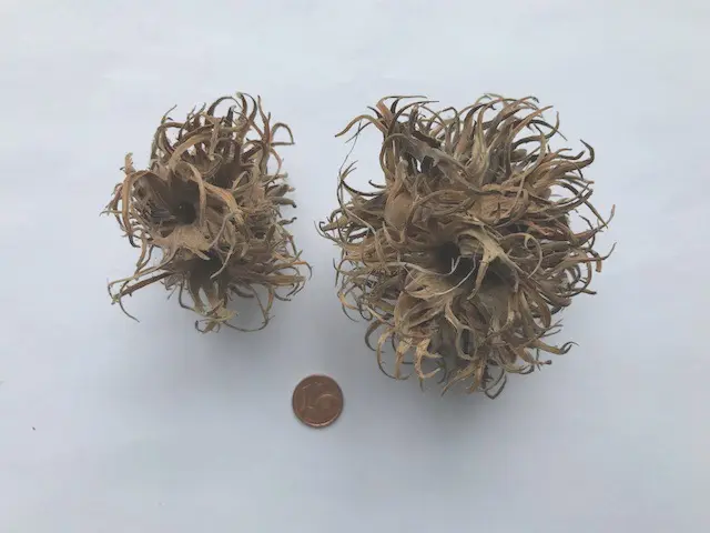 Noisettes de sorcière grandes, 2 pièces