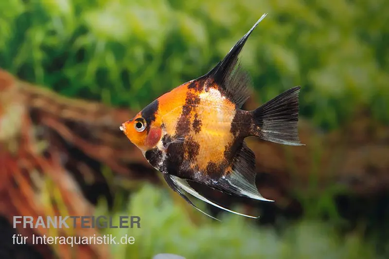 Scalaire écarlate doré, Pterophyllum scalare Kin Hi Utsuri, élevage allemand