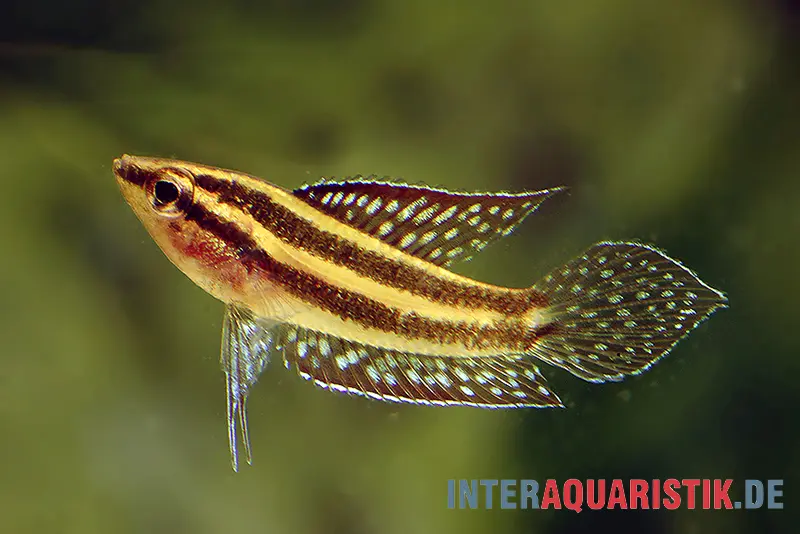 Gourami de Linke, Parosphromenus linkei