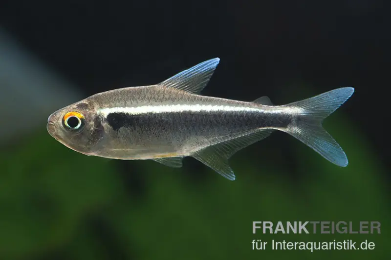 Néon noir, Hyphessobrycon herbertaxelrodi, DNZ (élevage allemand)