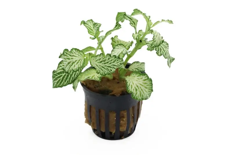Fittonia verte, Fittonia verschaffeltii (plante de terrarium)