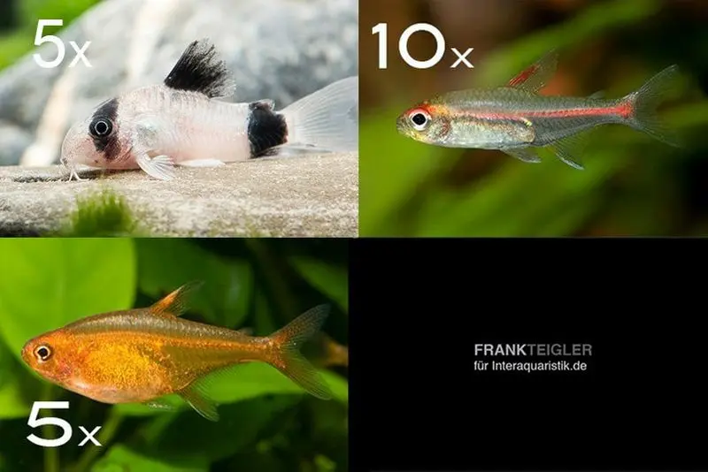 Assortiment de poissons d’ornement Amazone pour 60 cm