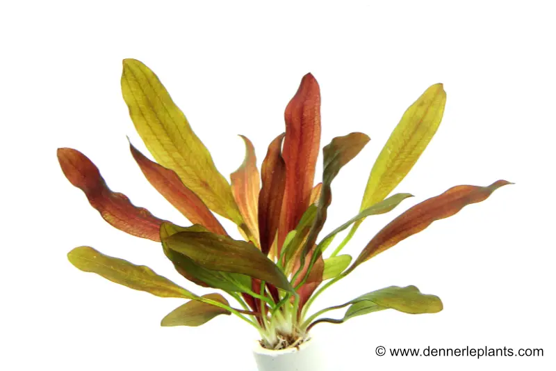 Echinodorus « Red Chamäleon », en pot