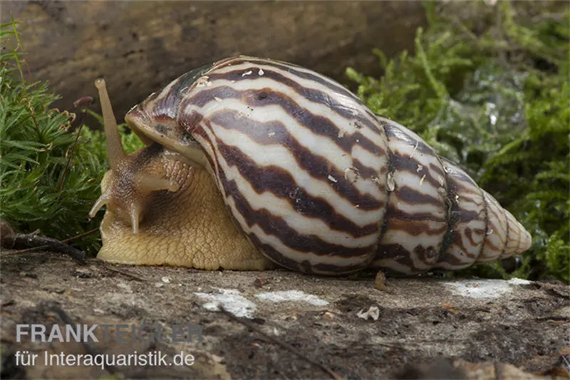 Escargot terrestre flamboyant, Limicolaria flammea 