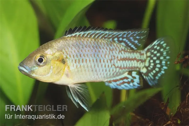 Incubateur buccal de Nichols, Pseudocrenilabrus nicholsi, issu d’élevage, 3-4 cm
