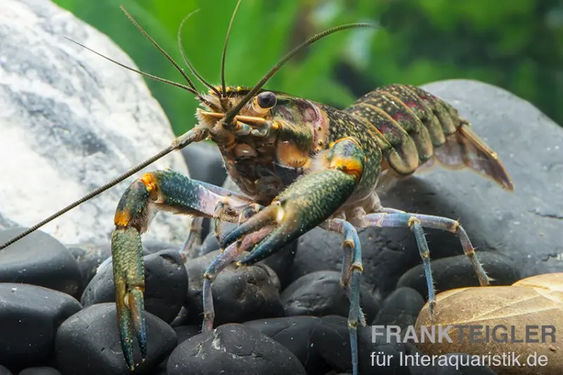 Écrevisse à pinces rouges, Cherax quadricarinatus