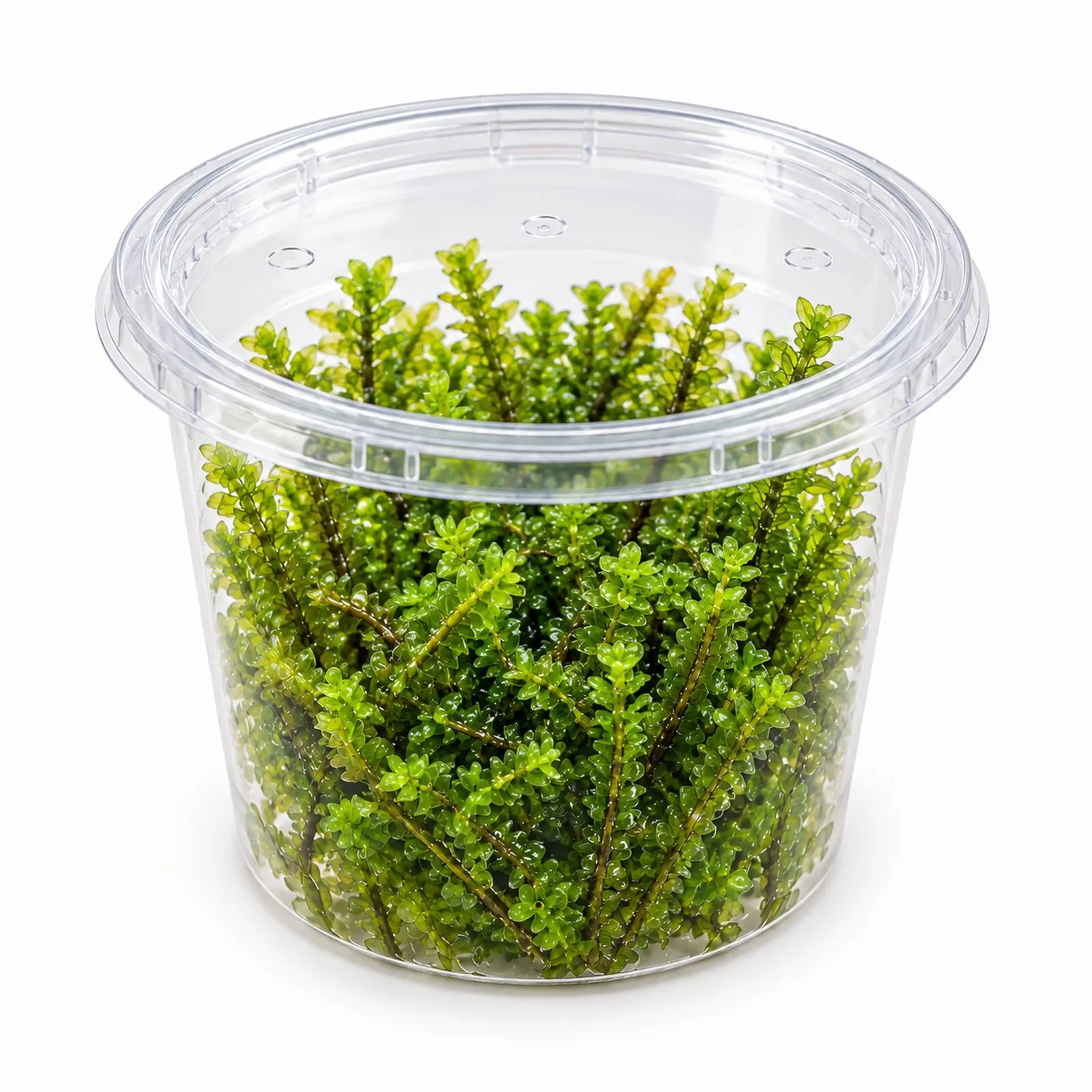 Mousse Perle, Distichophyllum sp. Rare, en gobelet de 250 ml