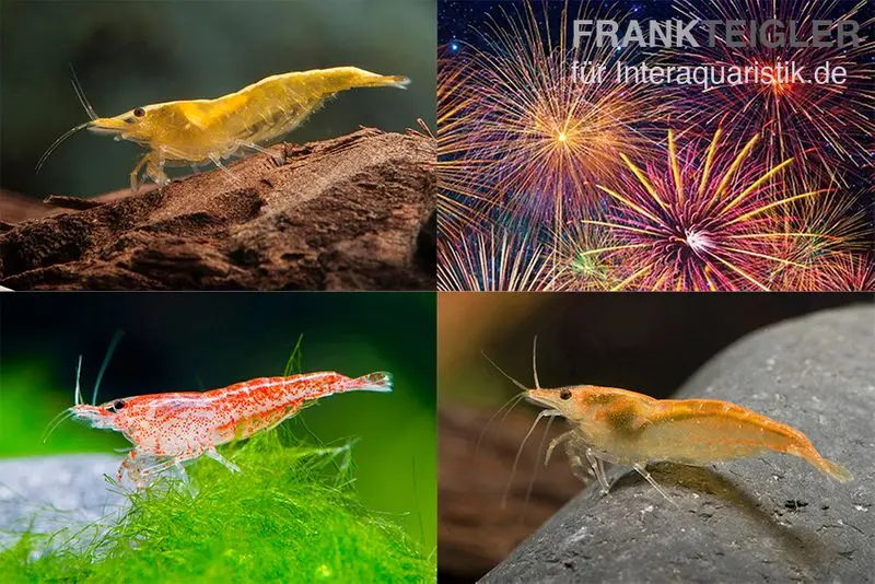 Lot : set de crevettes naines « Feu d’artifice », 5 x crevettes Yellow Fire + 5 x crevettes Red Fire + 5 x crevettes Orange Fire