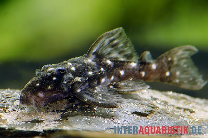 Petit poisson-chat ventouse de l’Orénoque, L 280, Micracanthicus vandragti
