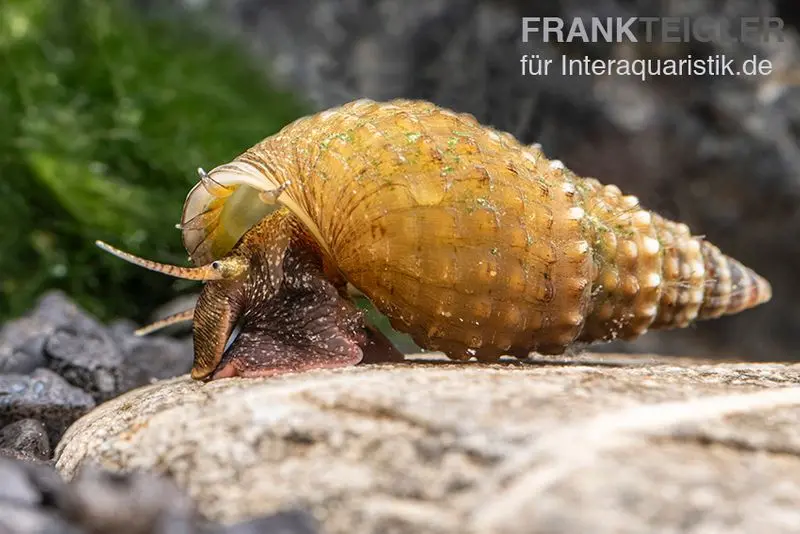 Mélanoïde à tubercules, Tarebia granifera