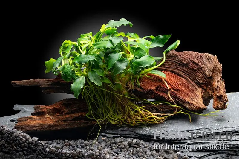 Petite anubias, Anubias nana « Kirin Mini », sur nano-racine, env. 8x2 cm