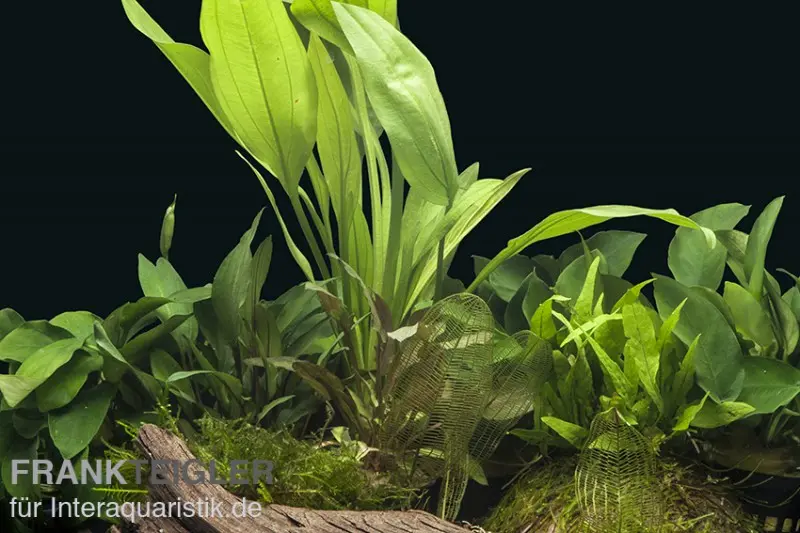 Assortiment de plantes d’aquarium « Cichlidés » pour aquarium de 80 cm, set de plantes d’aquarium