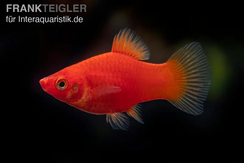 Platy rouge, Xiphophorus maculatus