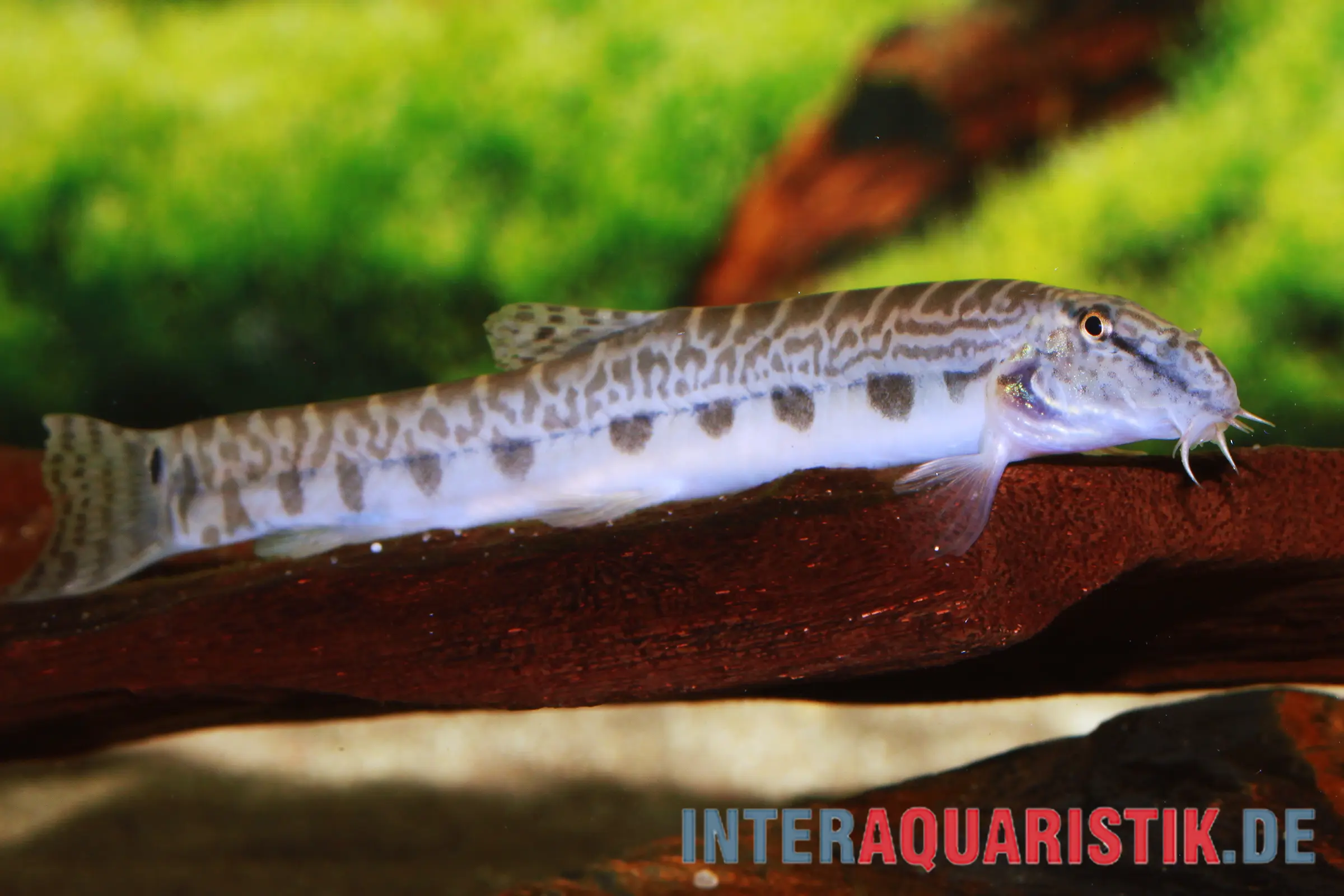 Loche de Chine, Cobitis sinensis