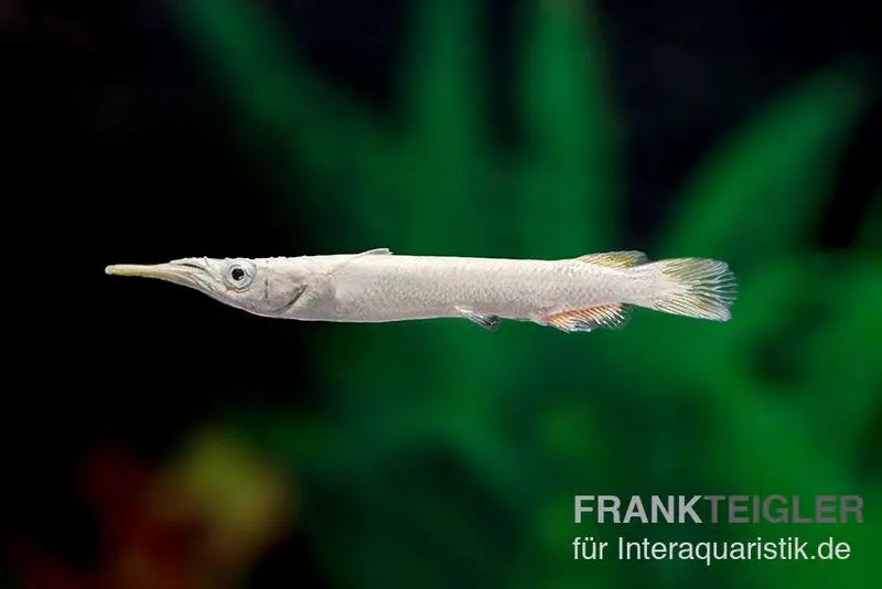 Demi-bec Platinum, Dermogenys pusillus « platinum », 3-4 cm NC