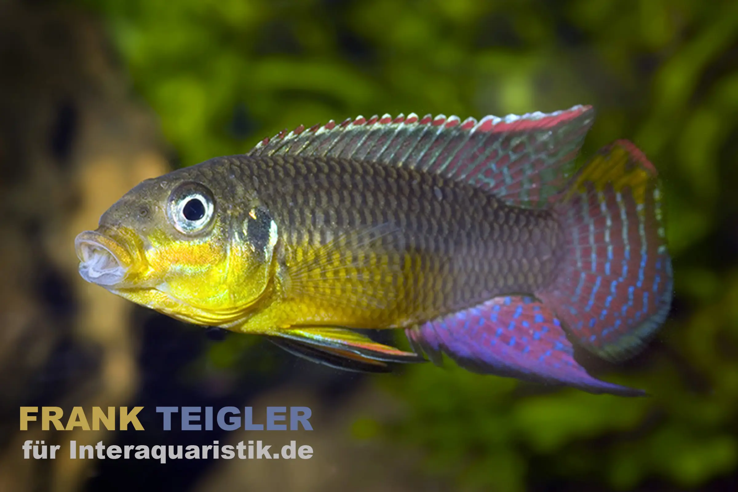 Cichlidé nain Kienke, Pelvicachromis taeniatus kienke