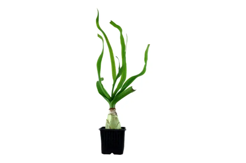 Lys thaï, Crinum thaianum, bulbe