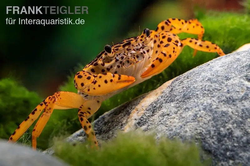 Crabe panthère, Parathelphusa pantherina