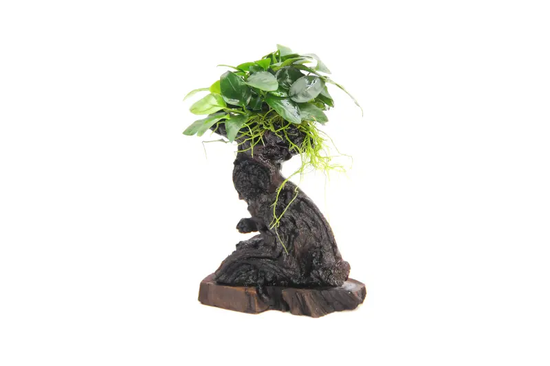 Mbuna S avec Anubias barteri var. nana, env. 10x12x25 cm